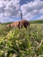 Lariat, a male Irish Setter for sale in Harrisonburg, VA – 1 of 4