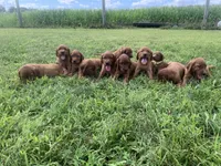 Beau, a male Irish Setter for sale in Harrisonburg, VA – 4 of 4