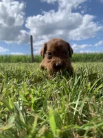 Lariat, a male Irish Setter for sale in Harrisonburg, VA – 2 of 4