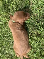 Arwen , a female Irish Setter for sale in Harrisonburg, VA – 4 of 5
