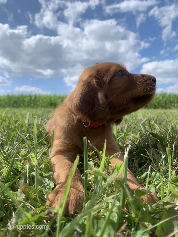 Coral – Irish Setter puppy for sale in Harrisonburg, VA