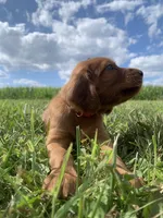 Coral, a female Irish Setter for sale in Harrisonburg, VA – 1 of 6