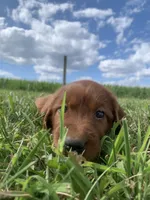 Coral, a female Irish Setter for sale in Harrisonburg, VA – 3 of 6