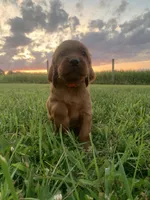 Pepper, a female Irish Setter for sale in Harrisonburg, VA – 3 of 5