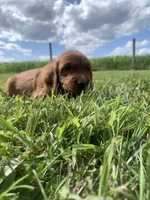 Arwen , a female Irish Setter for sale in Harrisonburg, VA – 2 of 5