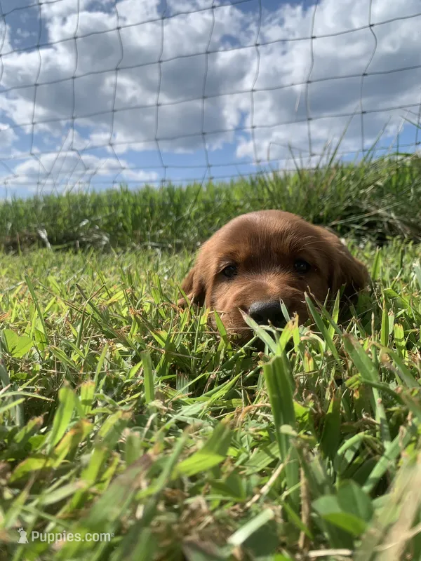 Ember – Irish Setter puppy for sale in Harrisonburg, VA