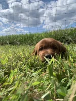 Ember, a female Irish Setter for sale in Harrisonburg, VA – 1 of 6