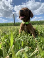 Beau, a male Irish Setter for sale in Harrisonburg, VA – 3 of 4