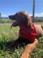 Scarlett , a female Irish Setter for sale in Harrisonburg, VA – 4 of 10