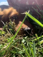 Scarlett , a female Irish Setter for sale in Harrisonburg, VA – 1 of 10