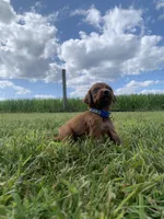 Lariat, a male Irish Setter for sale in Harrisonburg, VA – 3 of 4
