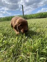 Arwen , a female Irish Setter for sale in Harrisonburg, VA – 3 of 5