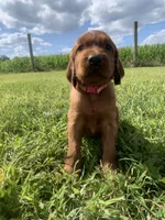 Morgan, a female Irish Setter for sale in Harrisonburg, VA – 2 of 6
