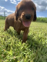 Morgan, a female Irish Setter for sale in Harrisonburg, VA – 4 of 6
