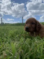 Saber, a male Irish Setter for sale in Harrisonburg, VA – 3 of 5