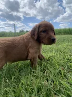 Saber, a male Irish Setter for sale in Harrisonburg, VA – 4 of 5