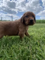 Saber, a male Irish Setter for sale in Harrisonburg, VA – 1 of 5