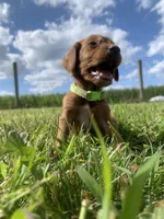 Beau, a male Irish Setter for sale in Harrisonburg, VA – 1 of 4