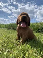 Ember, a female Irish Setter for sale in Harrisonburg, VA – 2 of 6