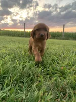 Pepper, a female Irish Setter for sale in Harrisonburg, VA – 2 of 5