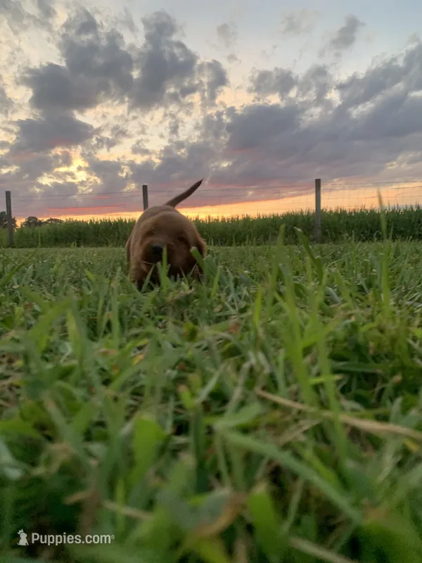 Pepper – Irish Setter puppy for sale in Harrisonburg, VA