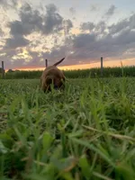 Pepper, a female Irish Setter for sale in Harrisonburg, VA – 1 of 5