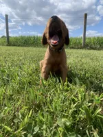 Misty , a female Irish Setter for sale in Harrisonburg, VA – 6 of 6