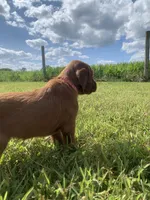 Morgan, a female Irish Setter for sale in Harrisonburg, VA – 5 of 6