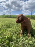 Morgan, a female Irish Setter for sale in Harrisonburg, VA – 3 of 6