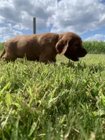 Ember, a female Irish Setter for sale in Harrisonburg, VA – 3 of 6