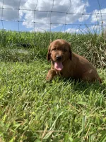 Ember, a female Irish Setter for sale in Harrisonburg, VA – 5 of 6