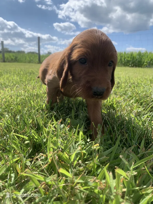 Morgan – Irish Setter puppy for sale in Harrisonburg, VA