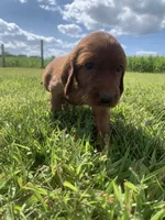 Morgan, a female Irish Setter for sale in Harrisonburg, VA – 1 of 6