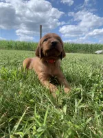 Coral, a female Irish Setter for sale in Harrisonburg, VA – 2 of 6