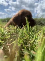 Ember, a female Irish Setter for sale in Harrisonburg, VA – 4 of 6