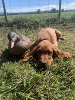 Scarlett , a female Irish Setter for sale in Harrisonburg, VA – 3 of 10