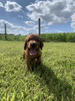 Misty , a female Irish Setter for sale in Harrisonburg, VA – 2 of 6
