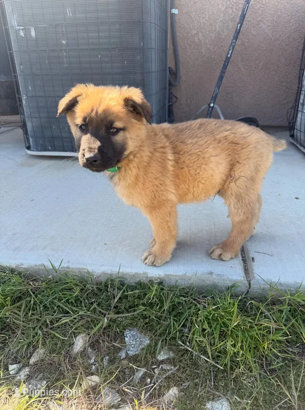 Lobo  – Belgian Malinois, German Shepherd Dog puppy for sale in San Diego, CA