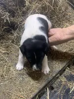 Harley, a male Rat Terrier for sale in Jackson, KY – Photo 3 of 4