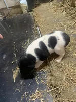 Harley, a male Rat Terrier for sale in Jackson, KY – Photo 4 of 4