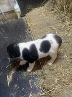 Harley, a male Rat Terrier for sale in Jackson, KY – Photo 2 of 4