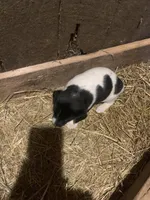 Harley, a male Rat Terrier for sale in Jackson, KY – Photo 1 of 4