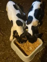 Mac, a male Rat Terrier for sale in Jackson, KY – 4 of 4