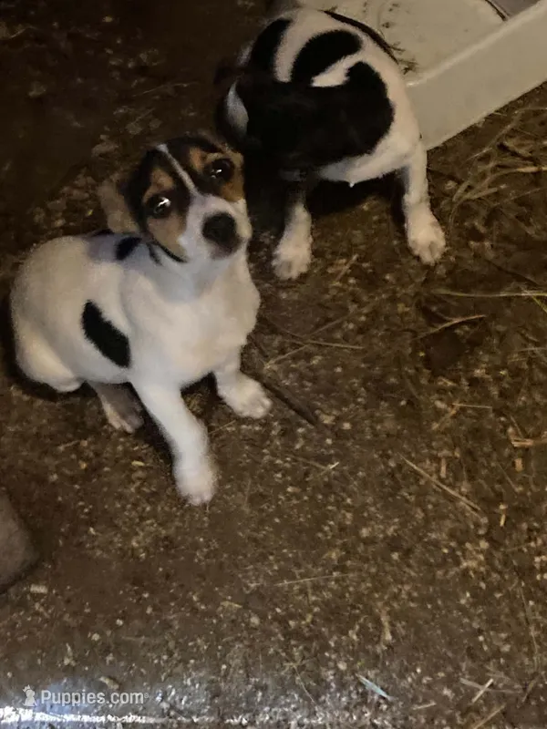 Jack – Rat Terrier puppy for sale in Jackson, KY