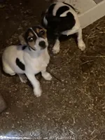 Jack, a male Rat Terrier for sale in Jackson, KY – 1 of 2