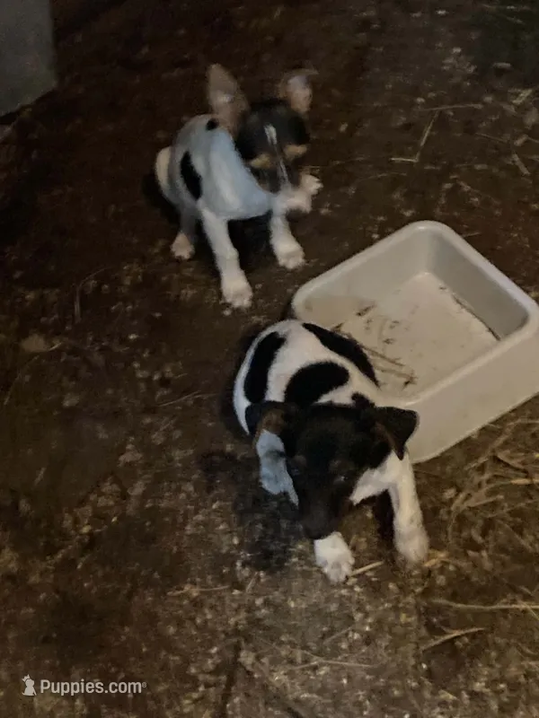 Mac – Rat Terrier puppy for sale in Jackson, KY