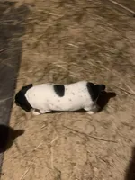 Jaxon, a male Rat Terrier for sale in Jackson, KY – Photo 2 of 4