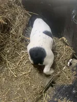 Jaxon, a male Rat Terrier for sale in Jackson, KY – Photo 4 of 4