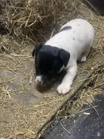 Jaxon, a male Rat Terrier for sale in Jackson, KY – Photo 3 of 4