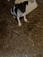 Mac, a male Rat Terrier for sale in Jackson, KY – 2 of 4